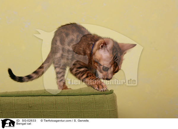 Bengal Katze / Bengal cat / SG-02633
