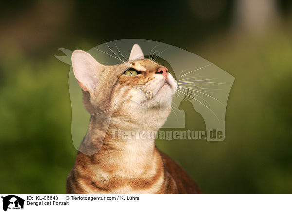 Bengal cat Portrait / KL-06643