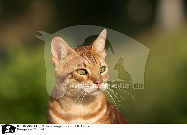 Bengal-Katze Portrait / Bengal cat Portrait / KL-06644