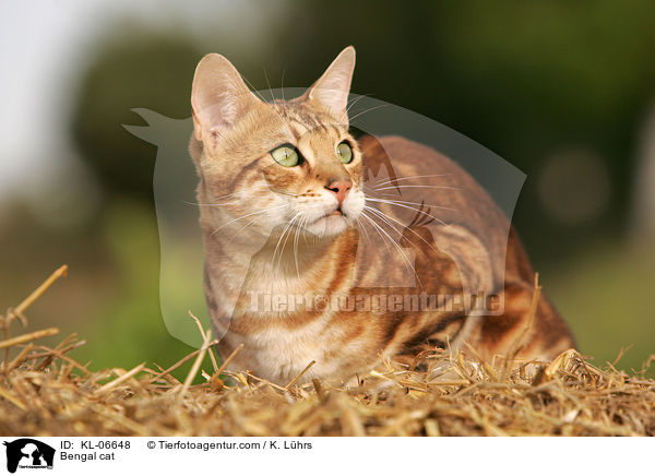 Bengal-Katze / Bengal cat / KL-06648
