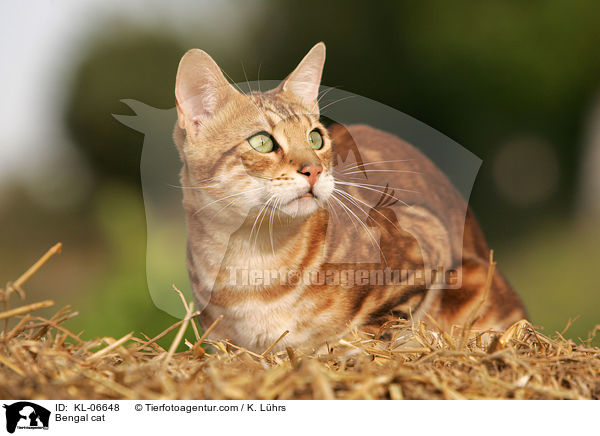 Bengal cat / KL-06648