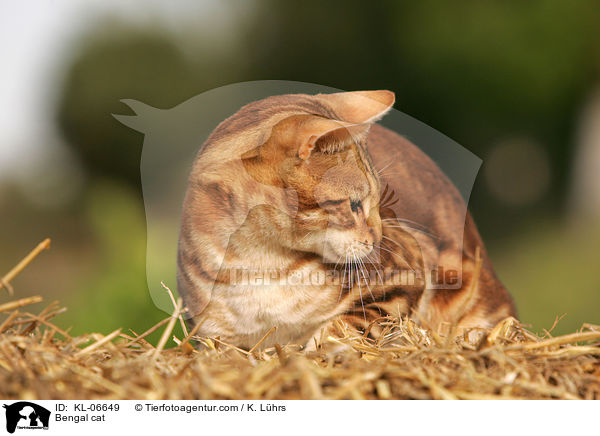 Bengal cat / KL-06649