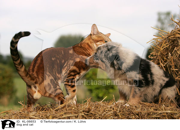 Hund und Katze / dog and cat / KL-06653