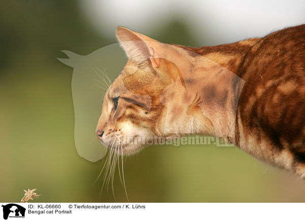 Bengal-Katze Portrait / Bengal cat Portrait / KL-06660