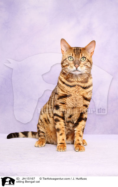 sitting Bengal cat / JH-15167