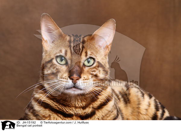 Bengal cat portrait / JH-15192