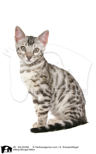 sitting Bengal kitten / SS-30456