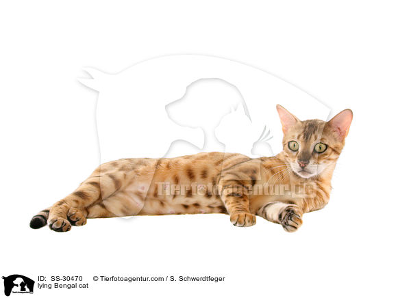 lying Bengal cat / SS-30470