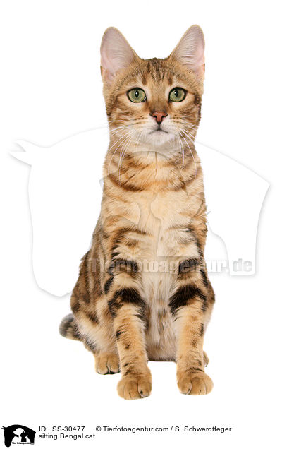 sitzende Bengal-Katze / sitting Bengal cat / SS-30477