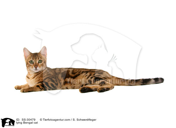 liegende Bengal-Katze / lying Bengal cat / SS-30479