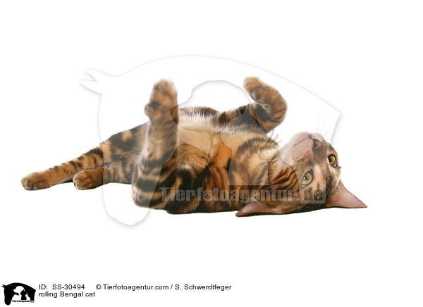 rolling Bengal cat / SS-30494