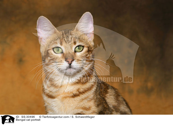 Bengal cat portrait / SS-30496