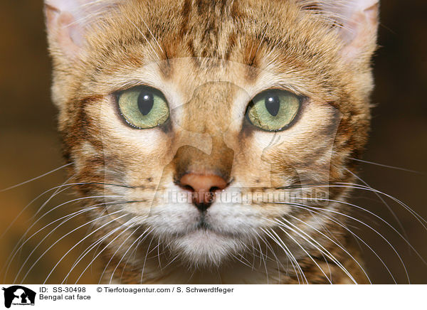 Bengal Katze Gesicht / Bengal cat face / SS-30498