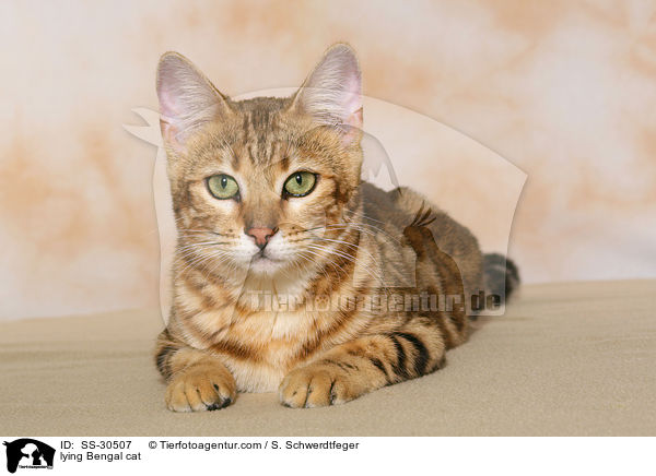 lying Bengal cat / SS-30507