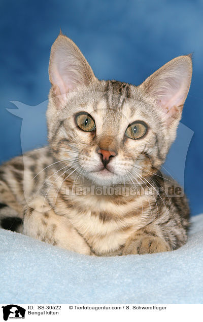 Bengal kitten / SS-30522