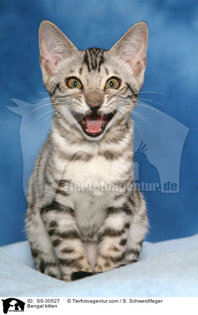 Bengal kitten / SS-30527