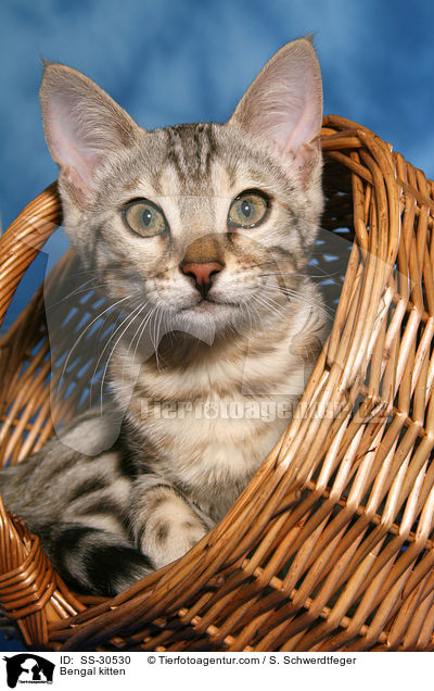 Bengal kitten / SS-30530