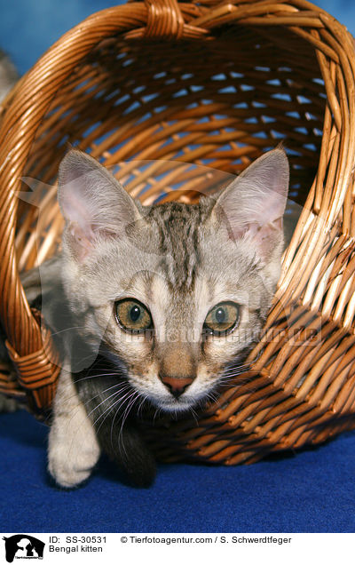 Bengal kitten / SS-30531