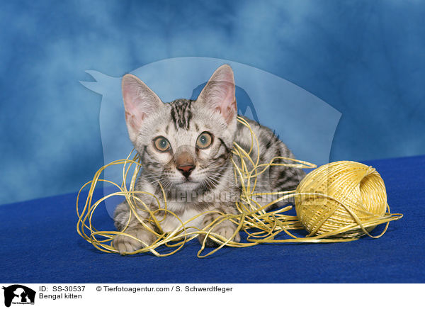 Bengal kitten / SS-30537