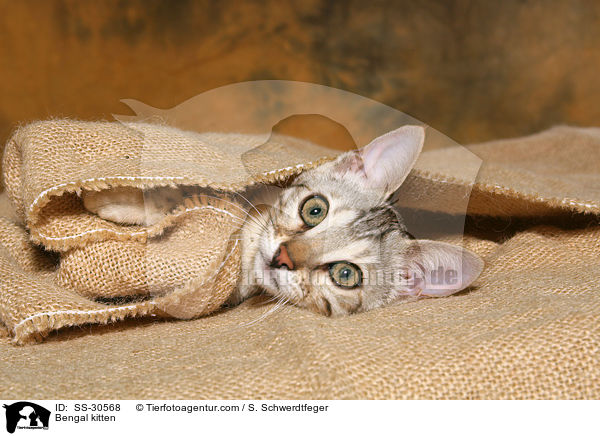 Bengal Ktzchen / Bengal kitten / SS-30568
