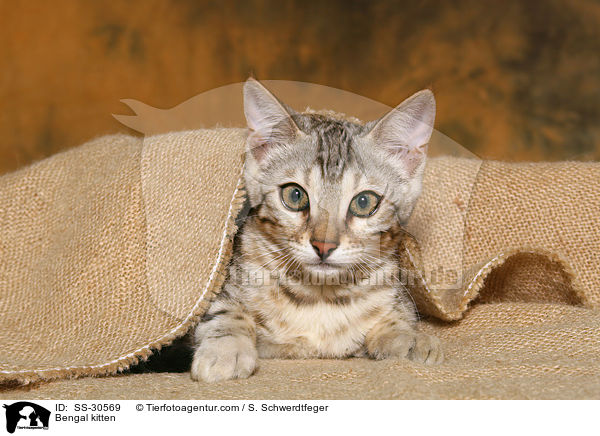 Bengal Ktzchen / Bengal kitten / SS-30569