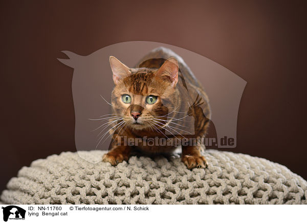 liegende Bengal Katze / lying  Bengal cat / NN-11760