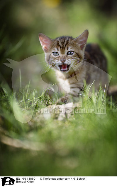 Bengal Ktzchen / Bengal Kitten / NN-13869