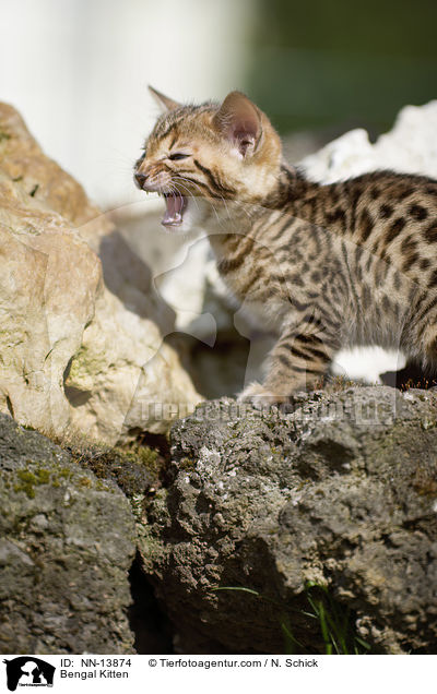 Bengal Ktzchen / Bengal Kitten / NN-13874