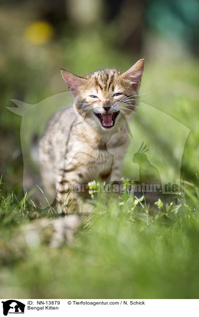 Bengal Ktzchen / Bengal Kitten / NN-13879
