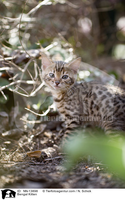Bengal Kitten / NN-13898
