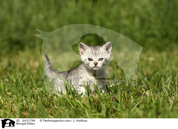 Bengal Kitten / JH-21794