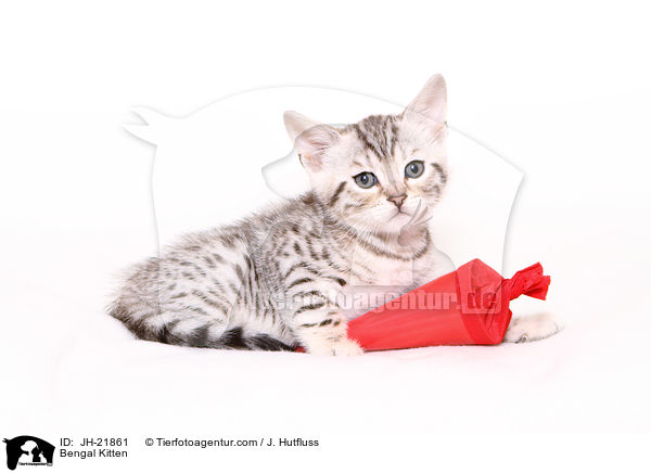 Bengal Ktzchen / Bengal Kitten / JH-21861