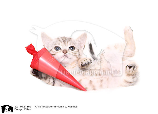 Bengal Ktzchen / Bengal Kitten / JH-21862