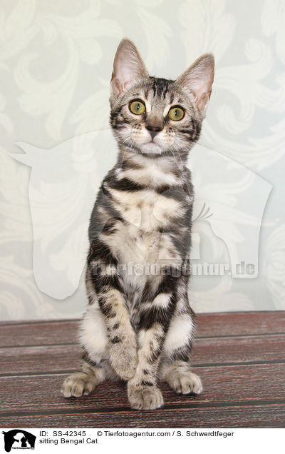 sitting Bengal Cat / SS-42345