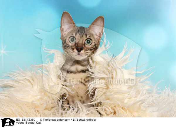 young Bengal Cat / SS-42350