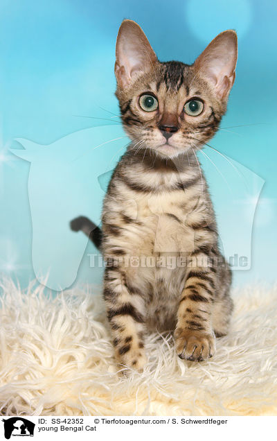 young Bengal Cat / SS-42352