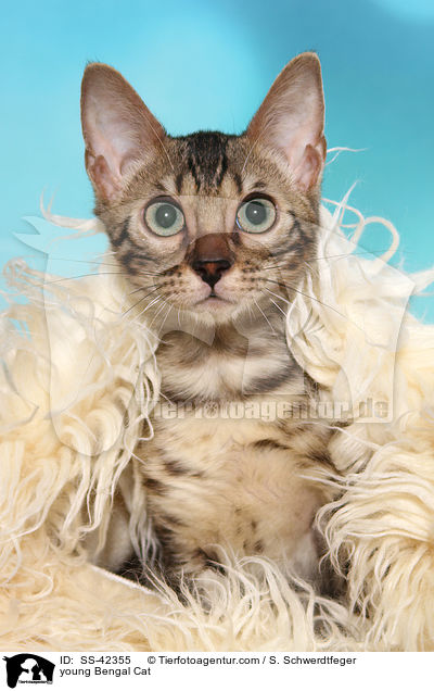 junge Bengal Katze / young Bengal Cat / SS-42355