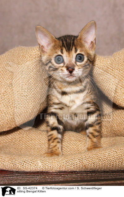 sitzendes Bengal Ktzchen / sitting Bengal Kitten / SS-42374