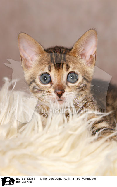 Bengal Kitten / SS-42383