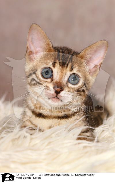 lying Bengal Kitten / SS-42384