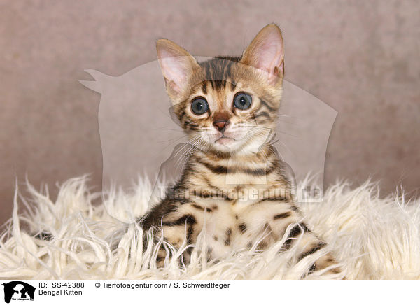 Bengal Kitten / SS-42388