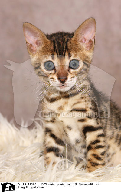 sitting Bengal Kitten / SS-42392