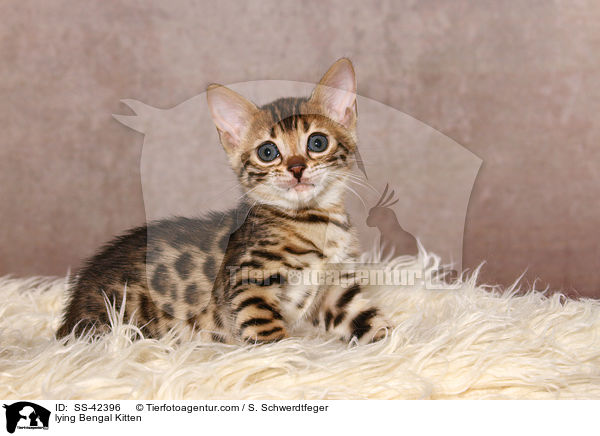 lying Bengal Kitten / SS-42396