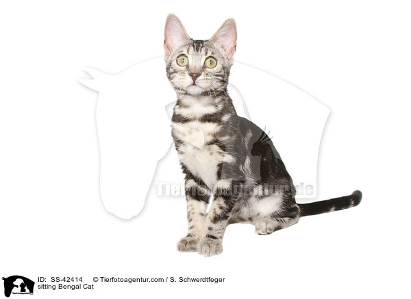 sitting Bengal Cat / SS-42414