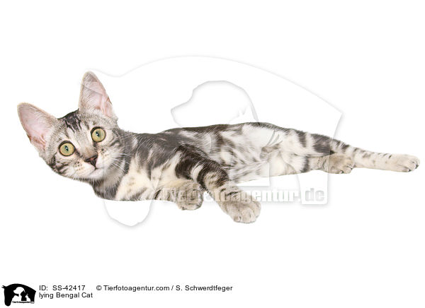 lying Bengal Cat / SS-42417