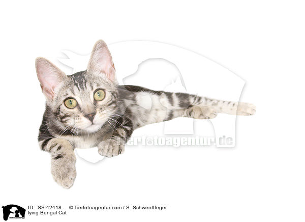 lying Bengal Cat / SS-42418