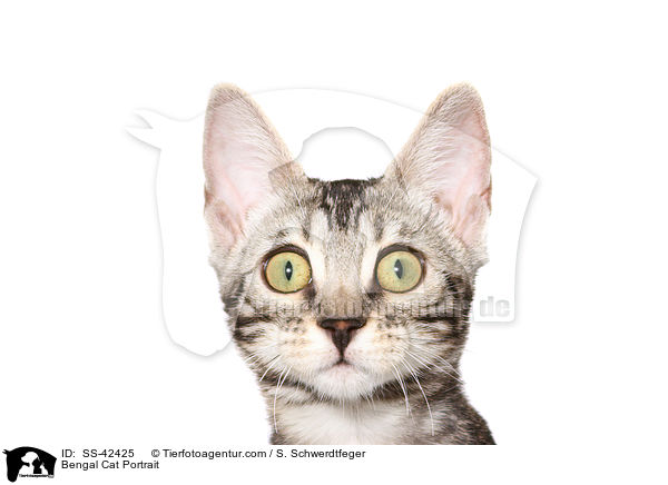 Bengal Cat Portrait / SS-42425