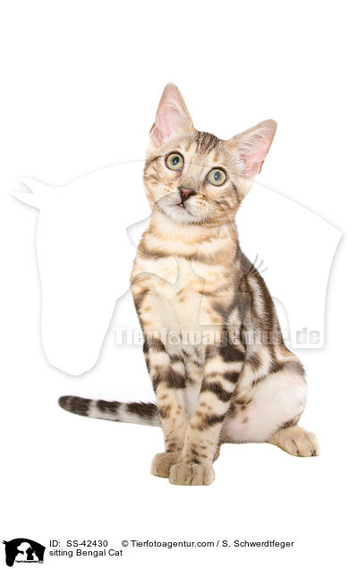 sitting Bengal Cat / SS-42430