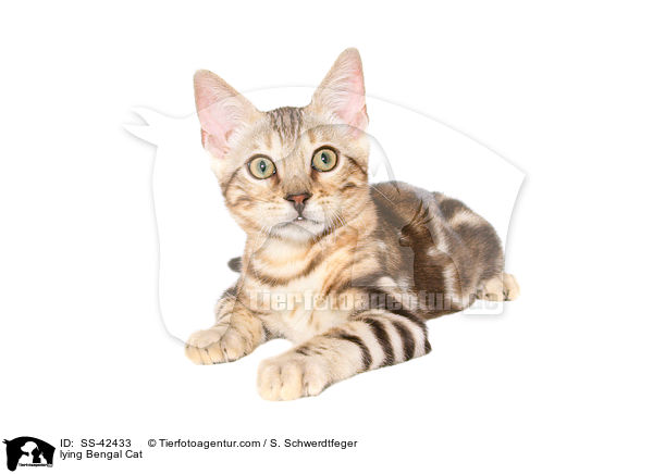 liegende Bengal Katze / lying Bengal Cat / SS-42433
