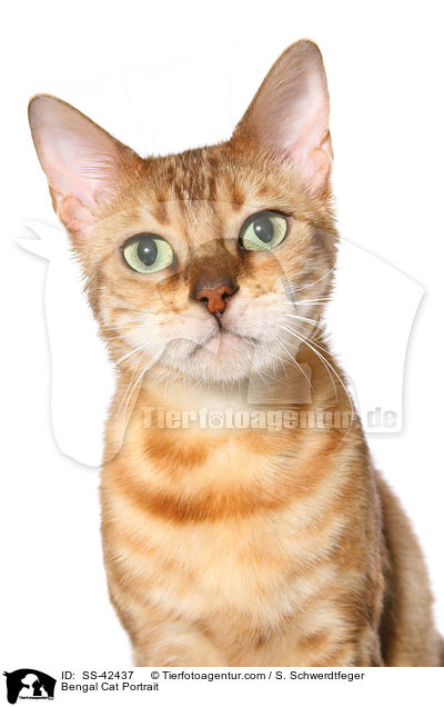 Bengal Cat Portrait / SS-42437